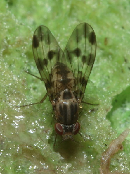 Drosophila flexipes Manuwai 1047.jpg