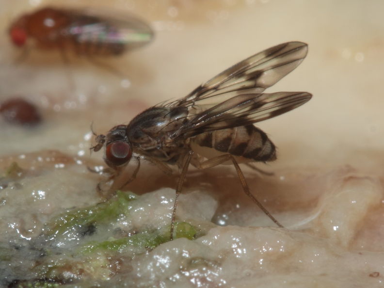 Drosophila flexipes Manuwai 1059.jpg