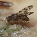 Drosophila flexipes Manuwai 1059