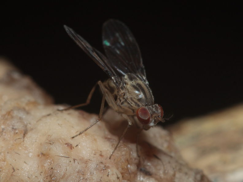 Drosophila flexipes Manuwai 1099.jpg