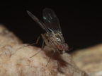 Drosophila flexipes Manuwai 1099