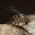 Drosophila flexipes Manuwai 1100