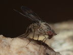 Drosophila flexipes Manuwai 1100