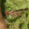 Drosophila flexipes Manuwai 5151