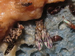 Drosophila flexipes Pualii 5356