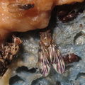 Drosophila flexipes Pualii 5356.jpg
