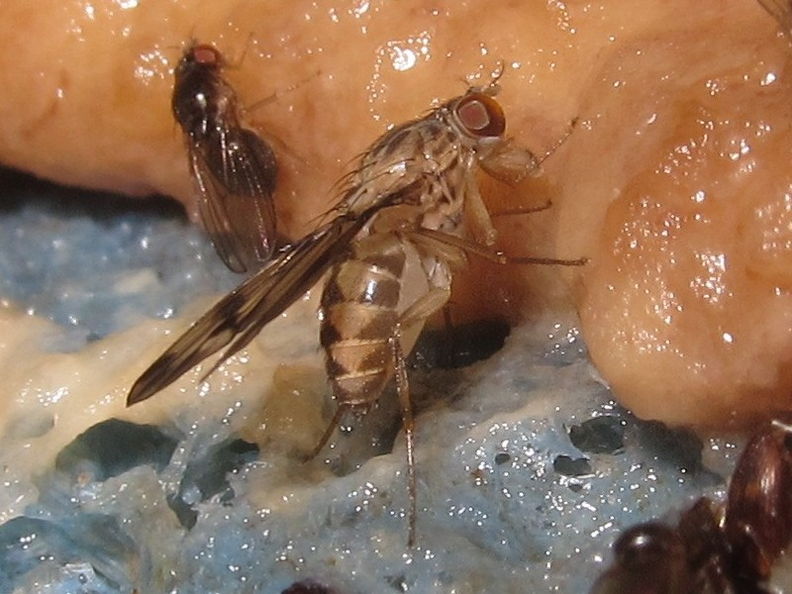 Drosophila flexipes Pualii 5362.jpg