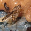 Drosophila flexipes Pualii 5362