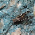 Drosophila formella Kukuiopae 3428