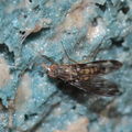 Drosophila formella Kukuiopae 3430