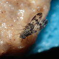 Drosophila formella Kukuiopae 3439