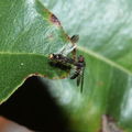 Drosophila fungiperda Kahuku 7254