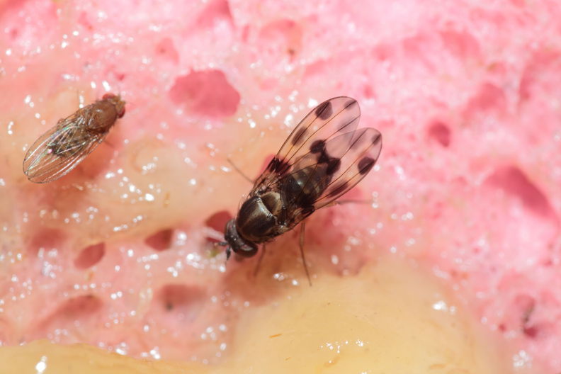 Drosophila glabriapex Pihea 3947.jpg