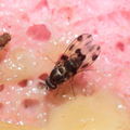 Drosophila glabriapex Pihea 3947