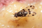 Drosophila glabriapex Pihea 3959