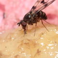 Drosophila glabriapex Pihea 3960.jpg