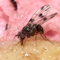 Drosophila glabriapex Pihea 3964