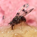 Drosophila glabriapex Pihea 3965.jpg