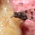 Drosophila glabriapex Pihea 3968