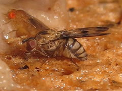 Drosophila gradata Kahanahaiki 3999