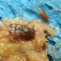 Drosophila gradata Palikea 1993