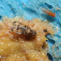 Drosophila gradata Palikea 1994