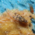 Drosophila gradata Palikea 1995