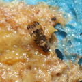 Drosophila gradata Palikea 1999