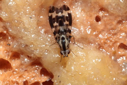 Drosophila grimshawi Waikamoi 7019