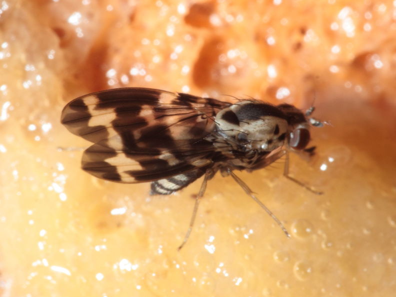 Drosophila grimshawi Waikamoi 7020.jpg