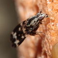 Drosophila grimshawi Waikamoi 7025