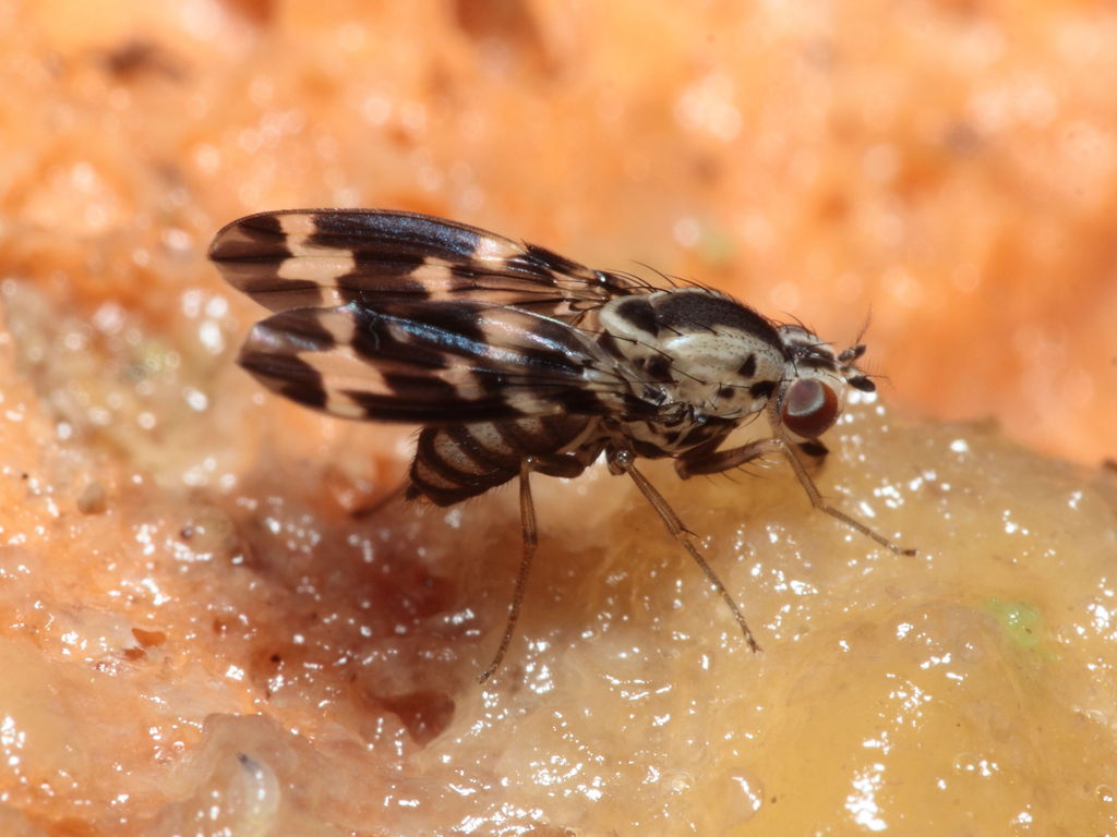 Drosophila grimshawi Waikamoi 7032