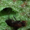 Drosophila hamifera Waikamoi 6991.jpg