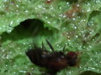 Drosophila hamifera Waikamoi 6991