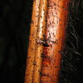 Drosophila hawaiiensis Kapapala.jpg
