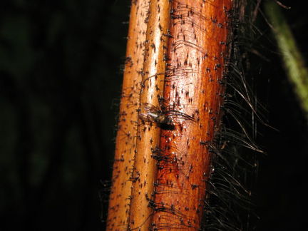 Drosophila hawaiiensis Kapapala