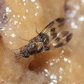 Drosophila hawaiiensis Laupahoehoe 7182