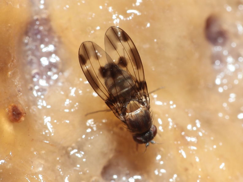 Drosophila hawaiiensis Laupahoehoe 7185.jpg