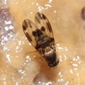 Drosophila hawaiiensis Laupahoehoe 7185