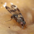 Drosophila hawaiiensis Laupahoehoe 7195
