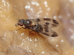 Drosophila hawaiiensis Laupahoehoe 7200