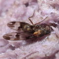 Drosophila hawaiiensis Laupahoehoe 7217