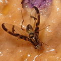 Drosophila hemipeza Hapapa 5232
