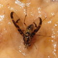 Drosophila hemipeza Hapapa 5233.jpg