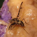Drosophila hemipeza Hapapa 5234.jpg
