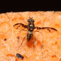 Drosophila hemipeza Palikea 2023