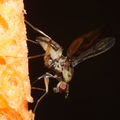 Drosophila hemipeza Palikea 2024