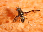 Drosophila hemipeza Palikea 2026