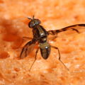 Drosophila hemipeza Palikea 2027