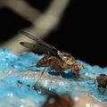 Drosophila heteroneura Kukuiopae 3465.jpg